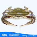 HL003 wholesale crabs of swimming crab